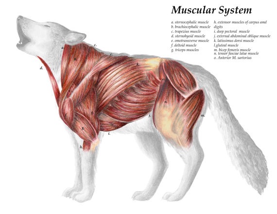 wolf animal anatomy organs